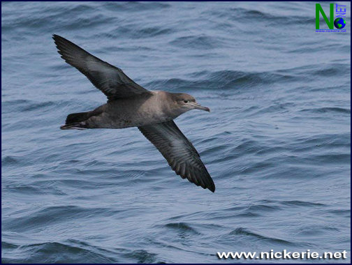 2006-08-08%20-%20Grauwe%20Pijlstaartvogel%20vliegt%20recordafstand.jpg