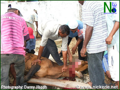 Slachting van rund volgens Islamistich voorschrift.