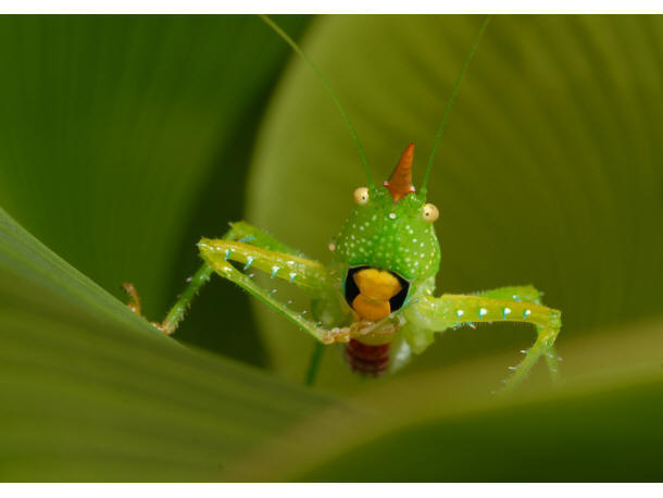 Katydid (Copiphora longicauda)<br>&copy; foto:  Trond Larsen - http://www.conservation.org/newsroom/pressreleases/Pages/An-Armored-Catfish-Cowboy-Frog-and-a-Rainbow-of-Colorful-Critters-discovered-in-southwest-Suriname.aspx