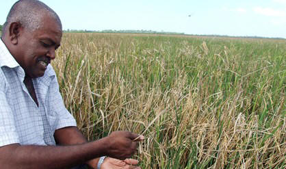Rijstboer Sookha bekijkt zijn gedeeltelijk door schimmelziekte aangetaste rijstaanplant