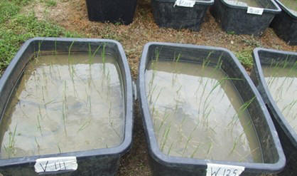 Het Anne van Dijk Rijst Onderzoekscentrum doet onderzoek naar nieuwe rijstsoorten.