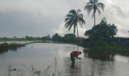 Wateroverlast voor de boeren in Nickerie. 