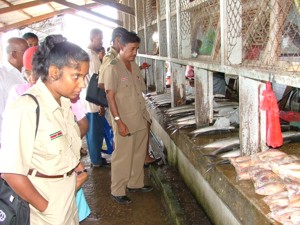 Foto: Leden van de afdeling Milieu- Inspectie van het BOG in Nickerie nemen een kijkje op de vis- en vleesafdeling van de markt.-.
