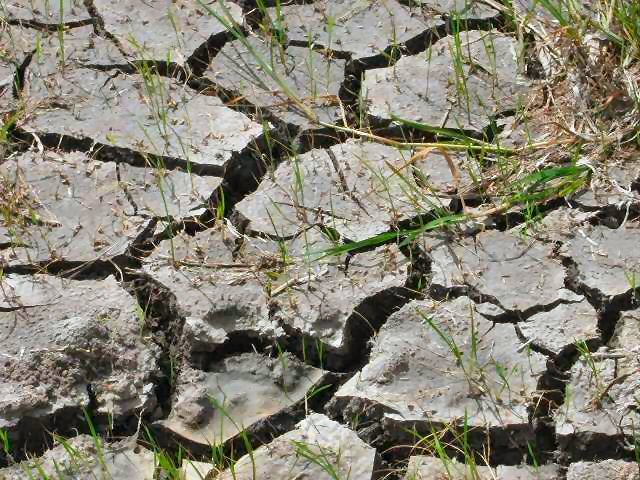 Foto: Door de droogte is er geen water aanwezig voor de verdere teelt van de rijst. De arealen vertonen scheuringen met als gevolg dat de plantjes uitsterven.-.