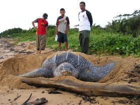 Een zeeschilpad legt eieren op het strand te Galibi, terwijl het wordt gadegeslagen door drie dorpelingen. het WWF maakt zich zorgen over de bescherming en het voortbestaan van deze dieren.-.