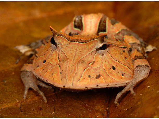 De &#039;Pacman kikker&#039;<br>&copy; foto:  Trond Larsen - http://www.conservation.org/newsroom/pressreleases/Pages/An-Armored-Catfish-Cowboy-Frog-and-a-Rainbow-of-Colorful-Critters-discovered-in-southwest-Suriname.aspx