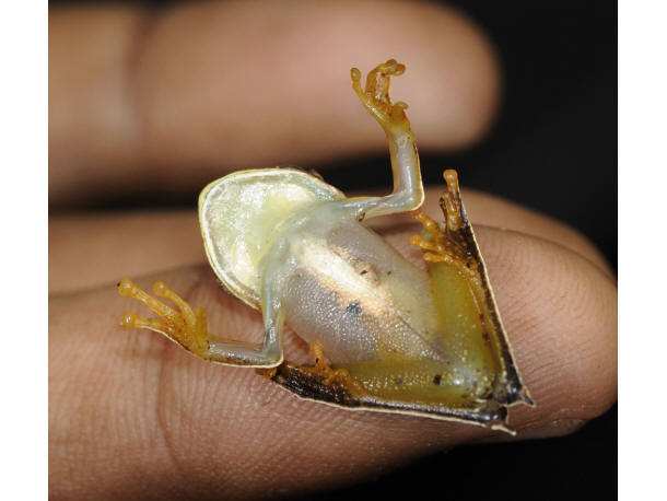 Mogelijk nieuwe diersoort: de cowboy kikker<br>&copy; foto:  Paul Ouboter - http://www.conservation.org/newsroom/pressreleases/Pages/An-Armored-Catfish-Cowboy-Frog-and-a-Rainbow-of-Colorful-Critters-discovered-in-southwest-Suriname.aspx