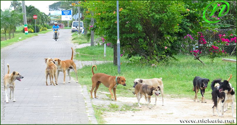 Zwerfhonden Nickerie. Fotografie Akhiel Mahabier